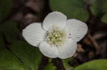 Wood anemone